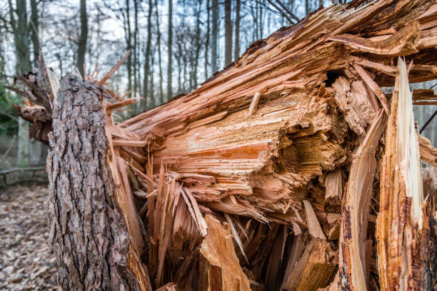 Tree removal Blue Mountains